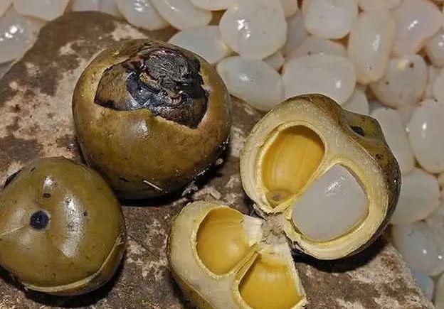 远看葡萄近看椰子？到底什么物种